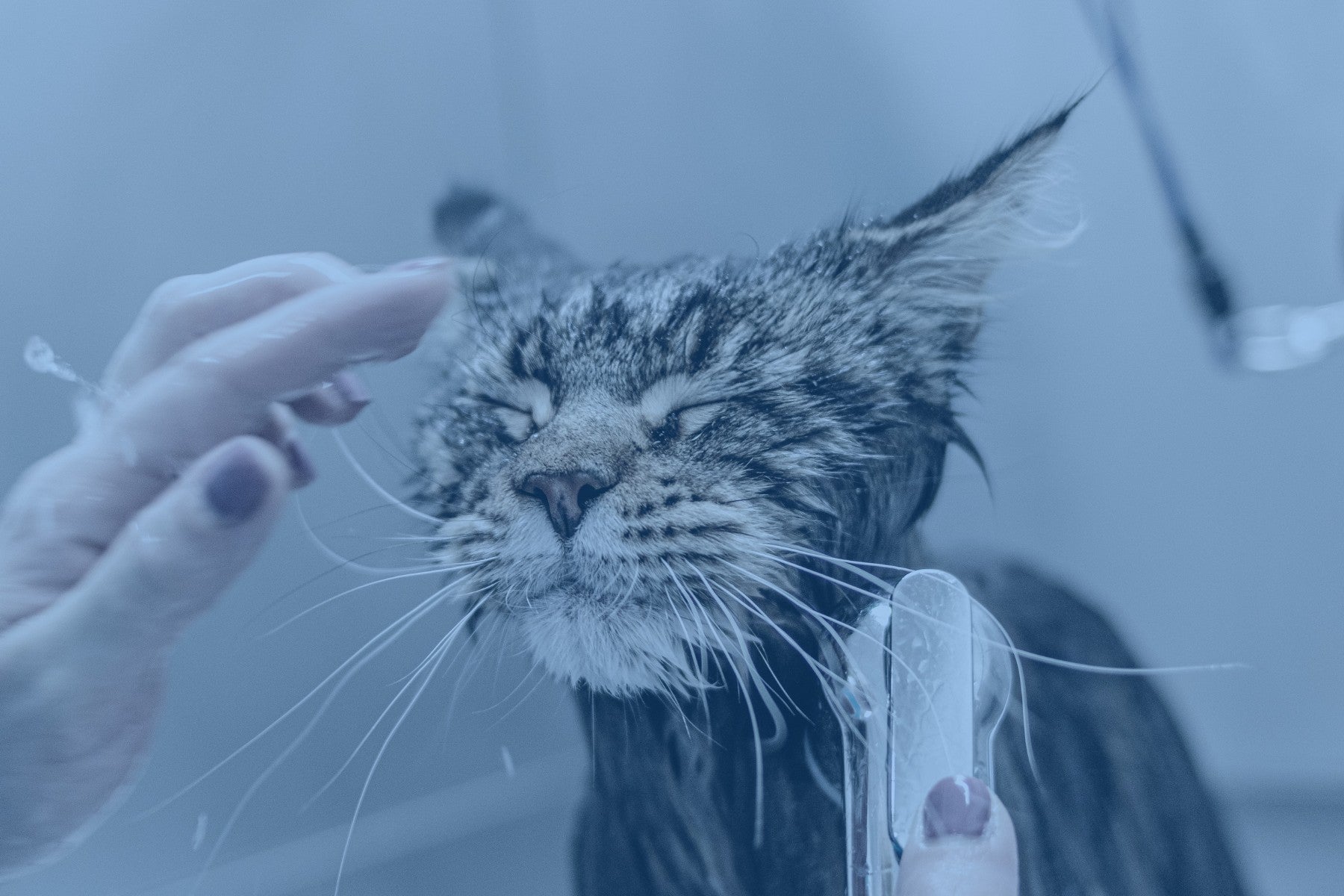 Can I Use Dog Shampoo on My Cat? Expert Advice & Tips